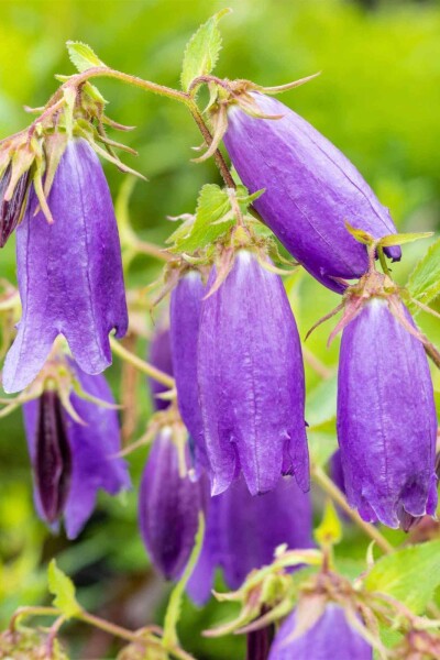 Campanula punctata 'Sarastro'