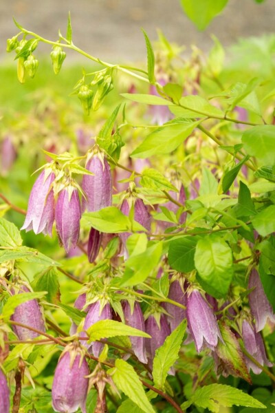 Campanula takesimana