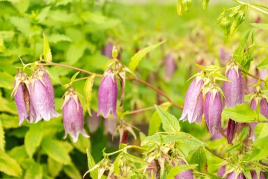 Campanula takesimana