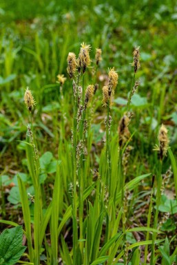 Carex acutiformis