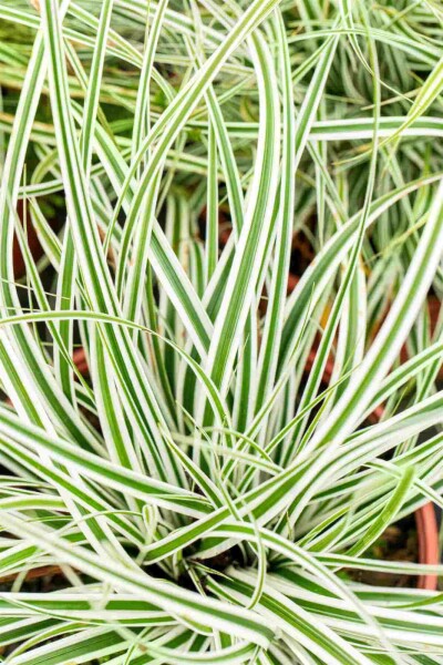 Carex oshimensis 'Everest'