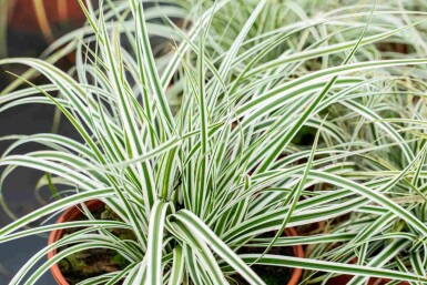 Carex oshimensis 'Everest'