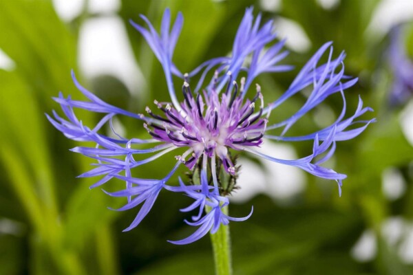 Centaurea montana 'Grandiflora'