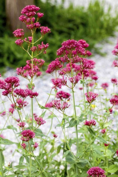 Centranthus ruber