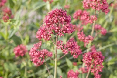 Centranthus ruber