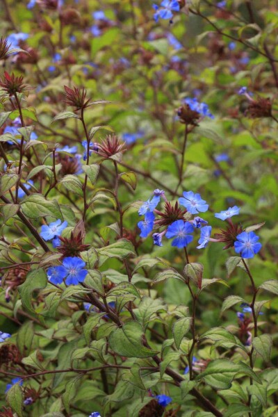 Ceratostigma willmottianum