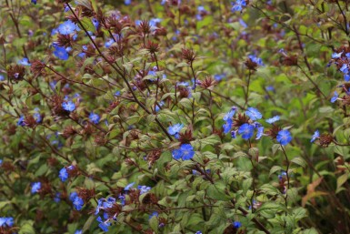 Ceratostigma willmottianum