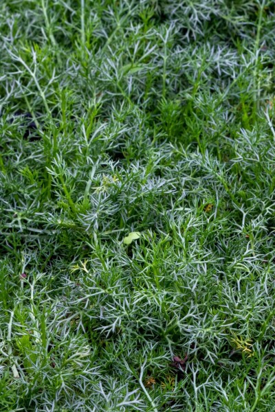 Chamaemelum nobile 'Treneague'