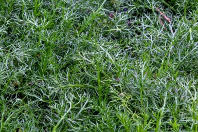 Chamaemelum nobile 'Treneague'