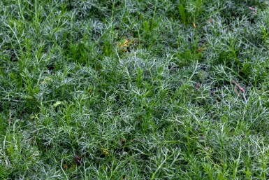 Chamaemelum nobile 'Treneague'