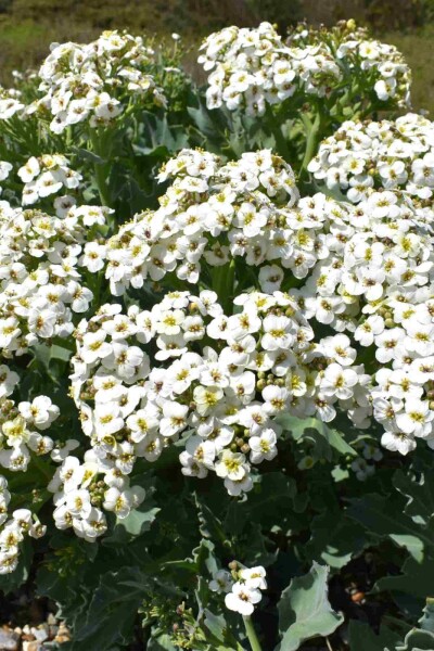 Crambe maritima