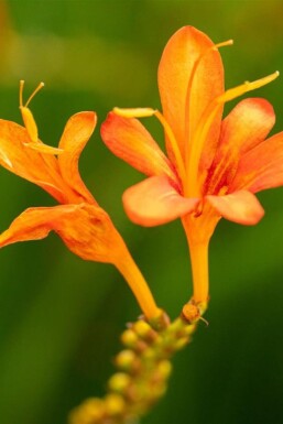 Crocosmia masoniorum