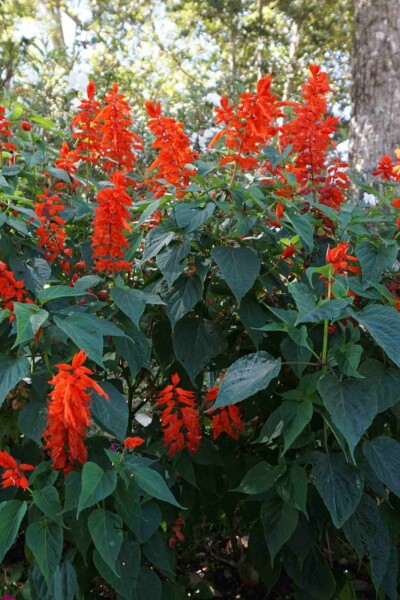 Crocosmia x crocosmiiflora 'Red King'