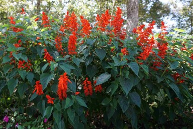 Crocosmia x crocosmiiflora 'Red King'