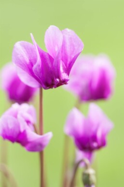 Cyclamen hederifolium