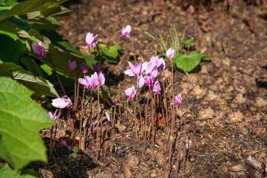 Cyclamen hederifolium