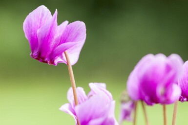 Cyclamen hederifolium