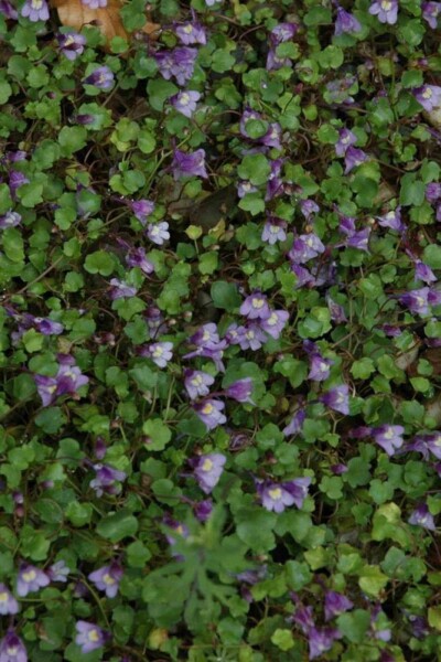 Cymbalaria muralis
