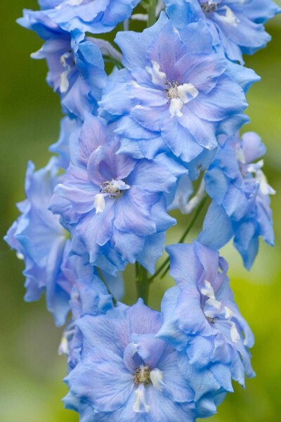 Delphinium pacific 'Summer Skies'
