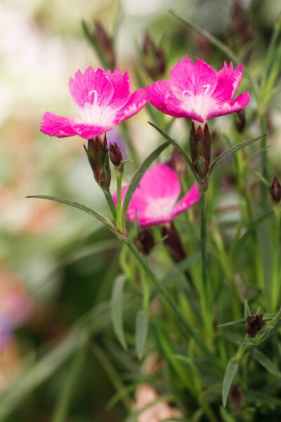 Dianthus caryophyllus 'Kahori'