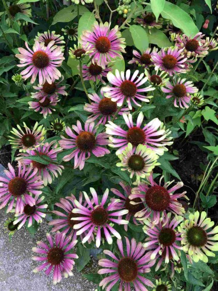 Echinacea purpurea 'Green Twister'