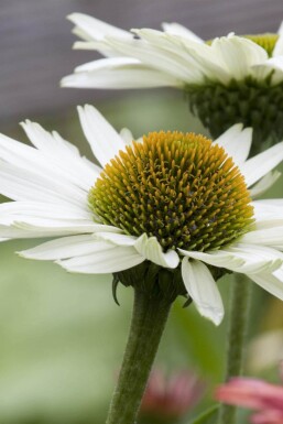 Echinacea purpurea 'Virgin'