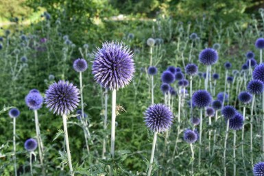 Echinops bannaticus