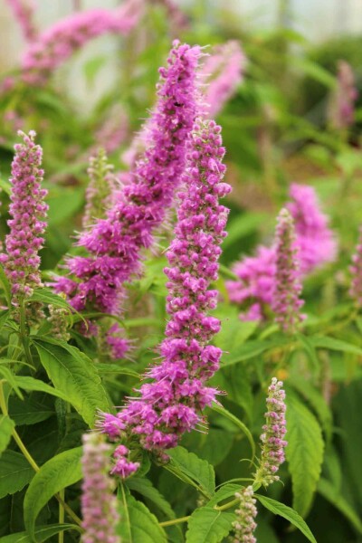 Elsholtzia stauntonii