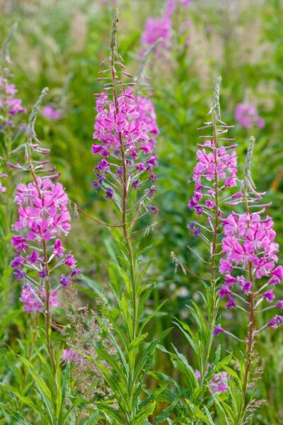 Epilobium angustifolium