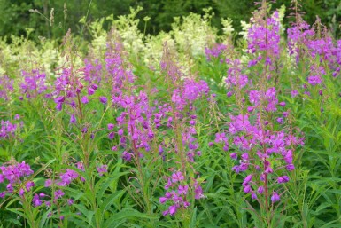 Epilobium angustifolium