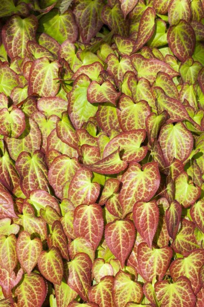 Epimedium grandiflorum