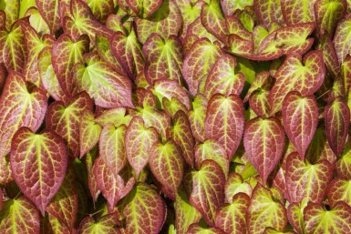Epimedium grandiflorum
