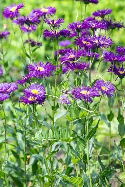 Erigeron 'Dunkelste Aller'