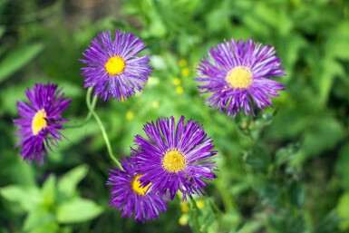 Erigeron 'Dunkelste Aller'