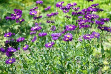 Erigeron 'Dunkelste Aller'