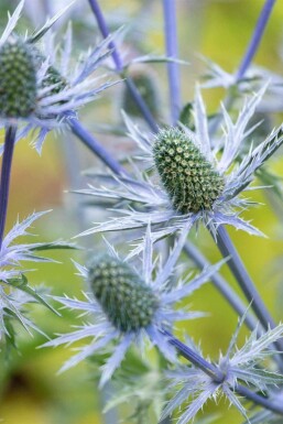 Eryngium giganteum