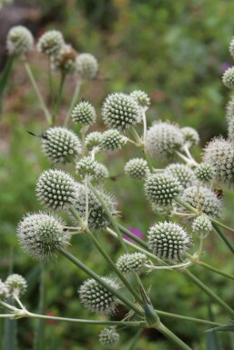 Eryngium yuccifolium