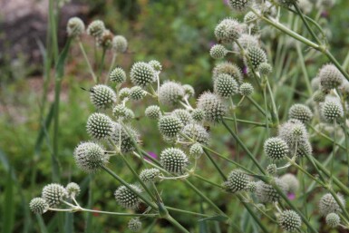 Eryngium yuccifolium