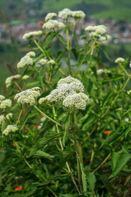 Eupatorium perfoliatum