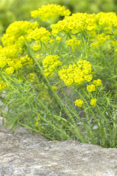 Euphorbia cyparissias