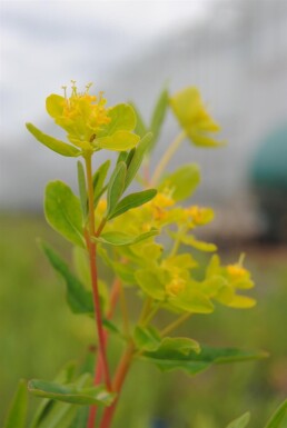 Euphorbia palustris