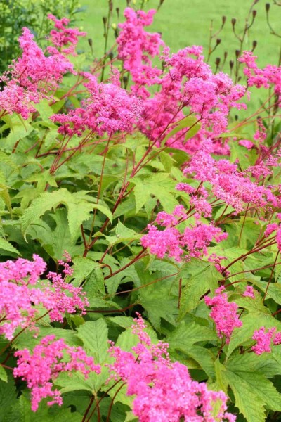 Filipendula purpurea