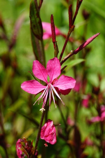 Gaura lindheimeri 'Gaudi Red'