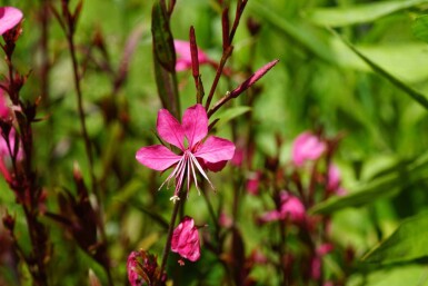 Gaura lindheimeri 'Gaudi Red'