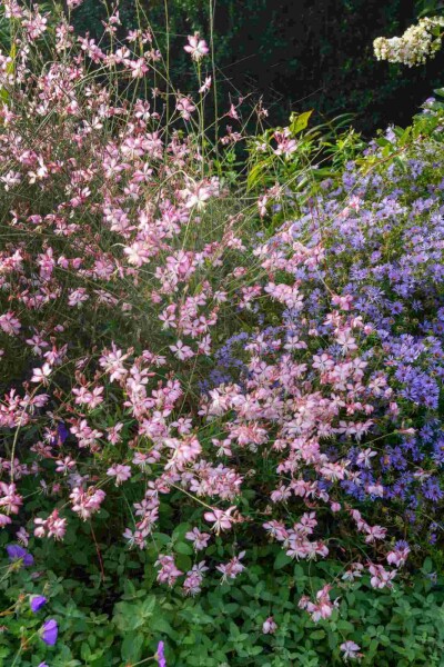 Gaura lindheimeri 'Rosy Jane'