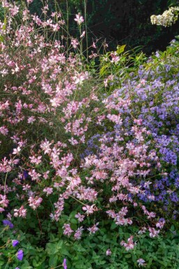 Gaura lindheimeri 'Rosy Jane'