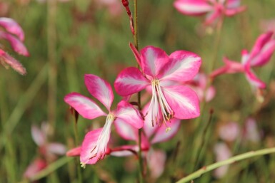 Gaura lindheimeri 'Rosy Jane'