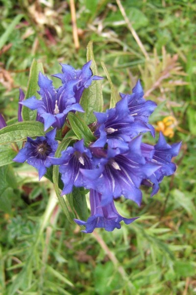 Gentiana asclepiadea
