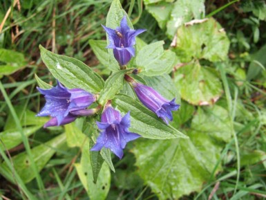 Gentiana asclepiadea