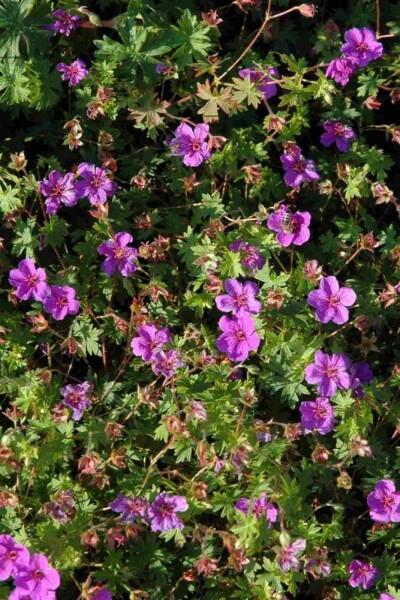 Geranium sanguineum 'Dilys'
